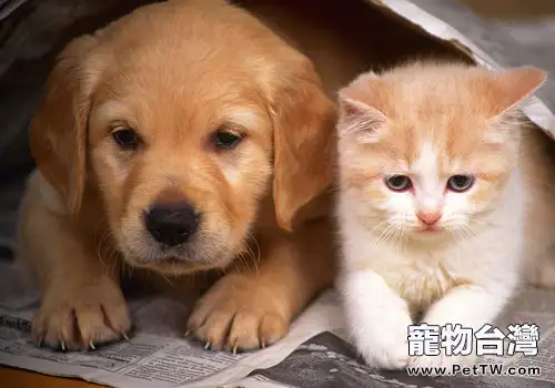 如何讓貓狗和平共處?(1圖)-寵物台灣