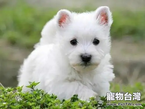 西高地白梗減少掉毛的美容方法(1圖)-寵物台灣