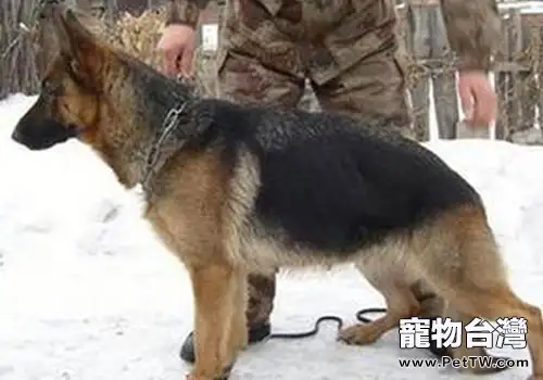德國牧羊犬選購時要注意什麼?(1圖)-寵物台灣