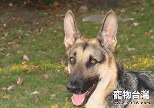 怎麼訓練德國牧羊犬定點排便？（1圖）-寵物台灣
