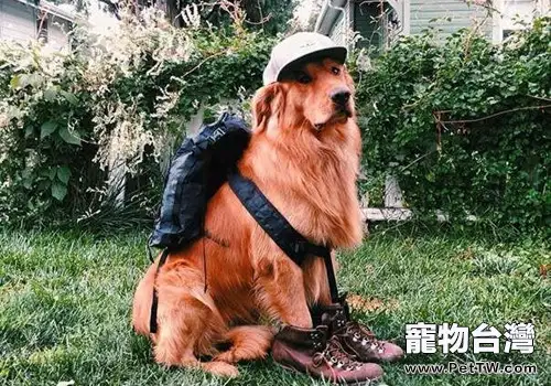 帶上狗狗旅行的注意事項（1圖）-寵物台灣