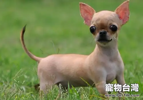 吉娃娃飼養不宜太胖