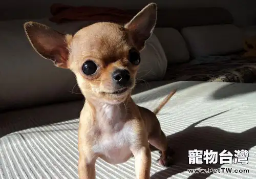 吉娃娃需要怎麼樣的生活環境？