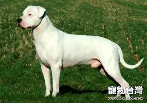 杜高犬不吃東西是什麼原因？