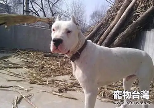 杜高犬拉稀是什麼原因？