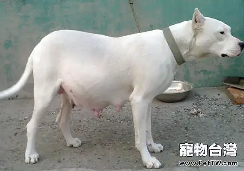 你知道杜高犬的起源嗎？