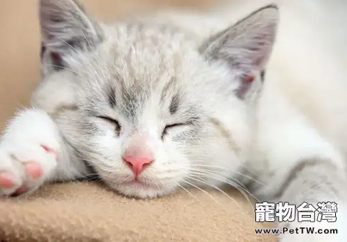 貓咪餵食器的種類有哪些？（1圖）-寵物台灣