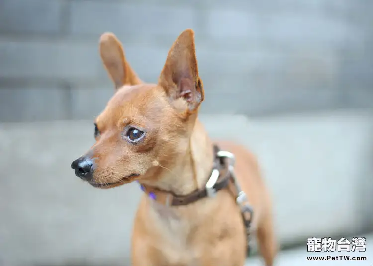 小鹿犬的品種介紹（1圖）-寵物台灣