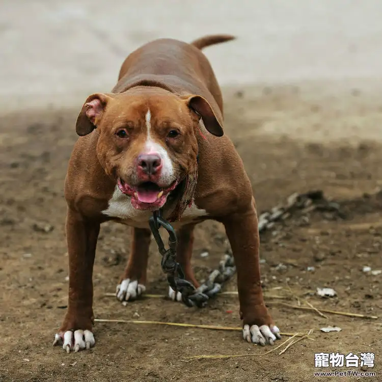 小獵犬是什麼樣的種類特徵