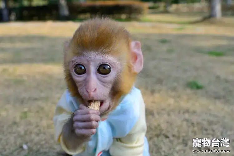 愛寵物,就要懂得呵護照顧它,以寵物之道想寵物之所需(1圖)-寵物台灣