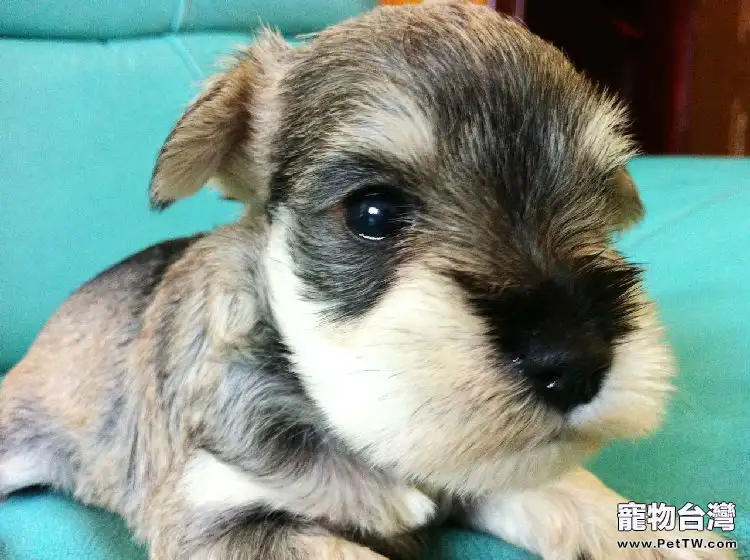 常見的雪納瑞3個品種分類（1圖）-寵物台灣