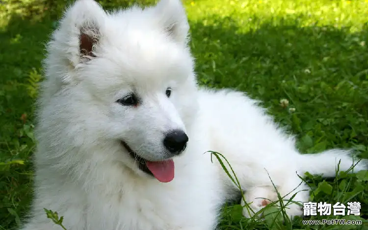 如何挑選出一隻健康的薩摩耶幼犬