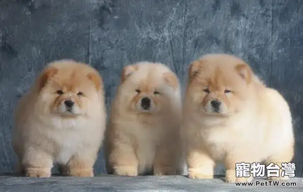 賽級松獅幼犬應該怎麼挑選呢(1圖)-寵物台灣