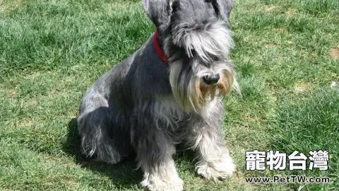 雪納瑞常見的3大誤區,你都知道嗎(1圖)-寵物台灣