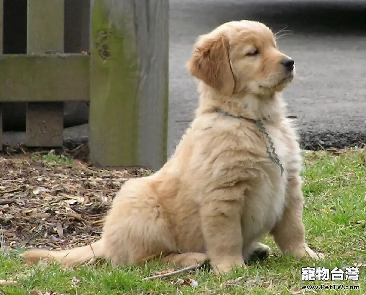 新手如何挑選黃金獵犬-小狗篇(1圖)-寵物台灣