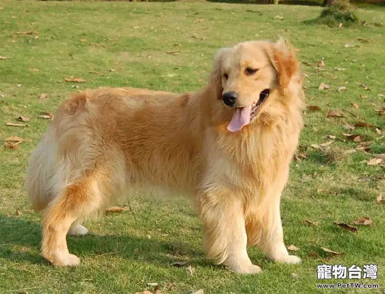 怎樣挑選辨別純種黃金獵犬（1圖）-寵物台灣