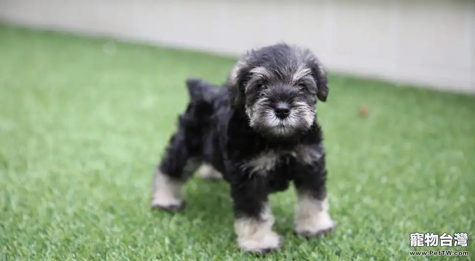 怎麼選擇雪納瑞(1圖)-寵物台灣