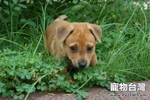 狗狗拉綠色便便的原因(1圖)-寵物台灣