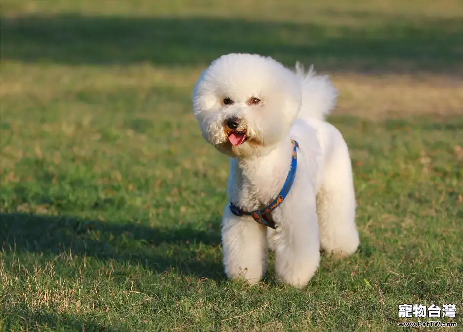 比熊 犬(卷毛比雄犬)為什麼不能吃巧克力(1圖)-寵物台灣
