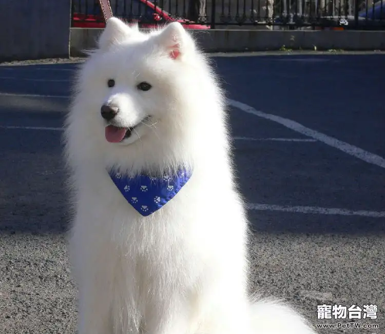 2個月的薩摩耶幼犬怎麼餵養比較好