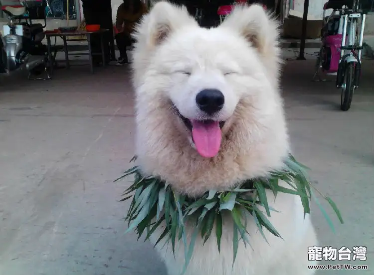 薩摩耶狗狗總是挑食，不好好吃飯怎麼辦（1圖）-寵物台灣