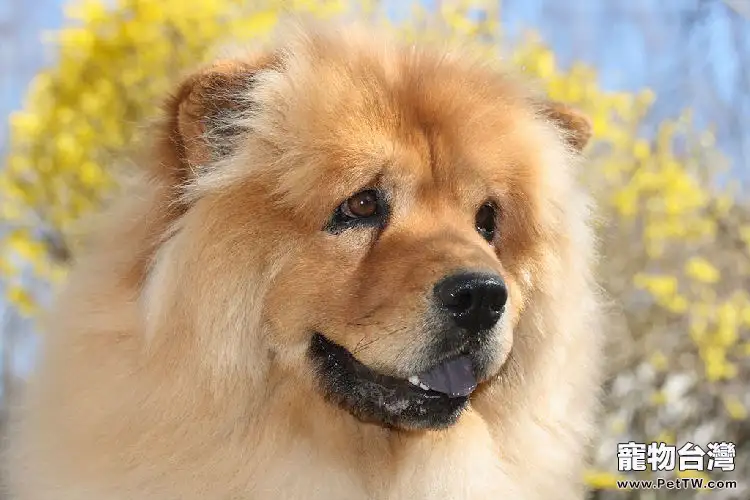 松獅幼犬餵養的4點注意事項