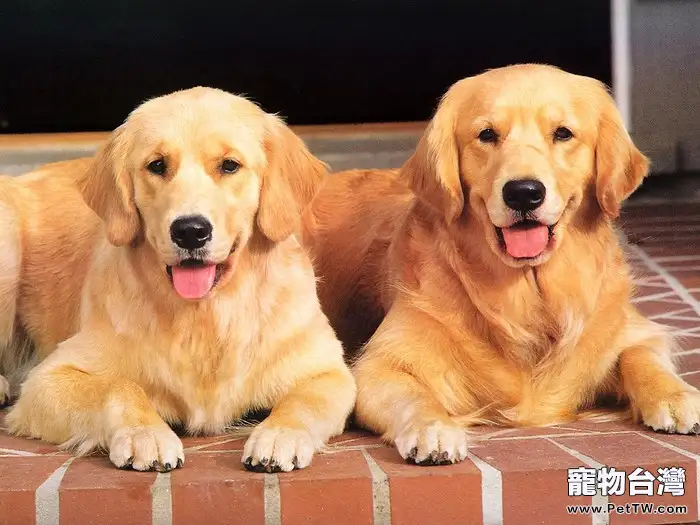 狗狗能吃粽子嗎