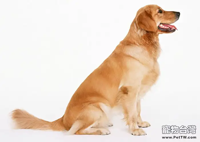 提高狗狗食慾的3個方法