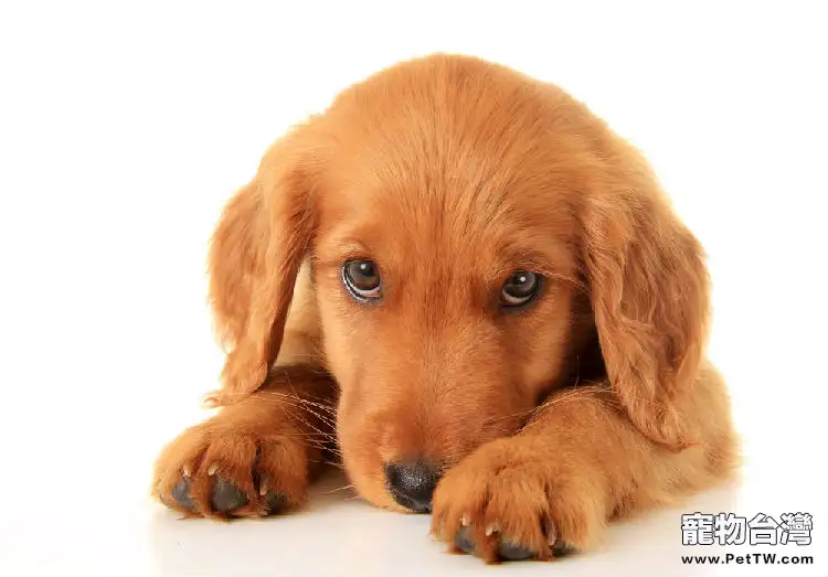 寵物專家認為餵狗糧的4點好處（1圖）-寵物台灣