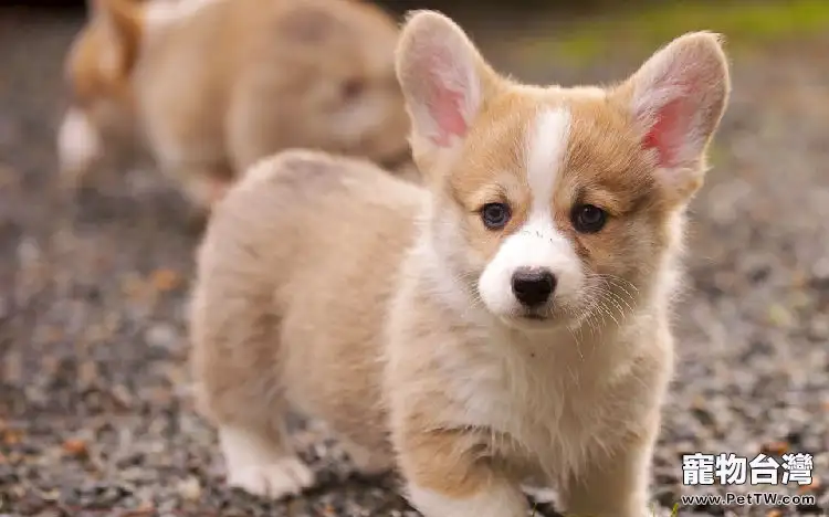 給貓咪餵食肉類、蛋類和魚類須知的一些注意點(1圖)-寵物台灣