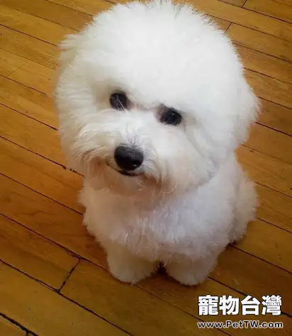 比熊 犬（卷毛比雄犬）得上產後低血鈣症怎麼辦（1圖）-寵物台灣
