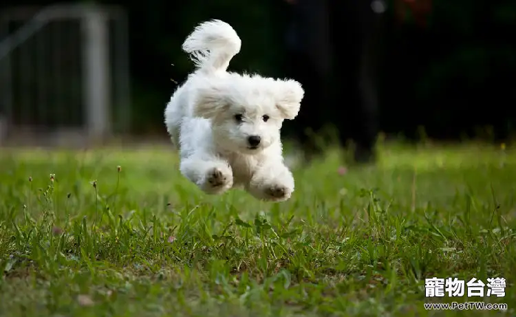 比熊狗狗狂犬病的症狀和預防措施