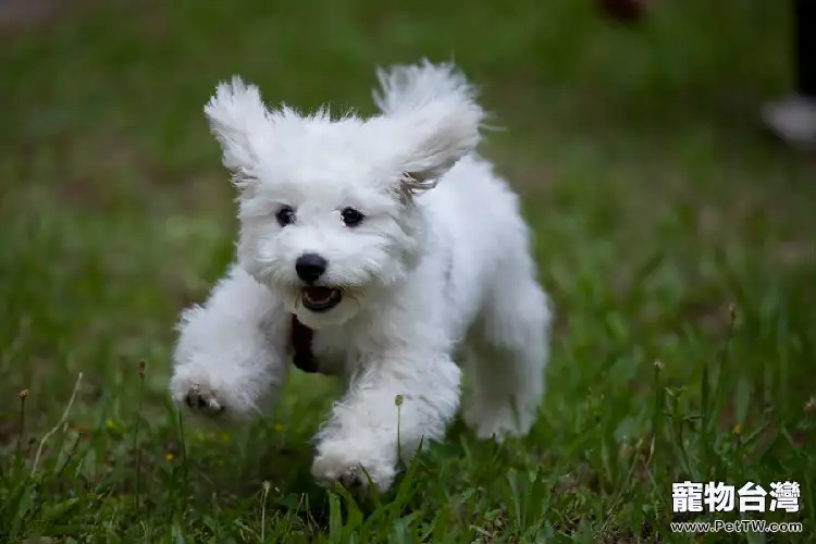 比熊 犬(卷毛比雄犬)注射疫苗時間表及注射疫苗名稱說明(1圖)-寵物台灣