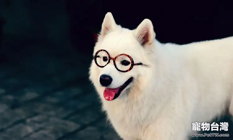 薩摩耶犬瘟的幾種治療方法(1圖)-寵物台灣