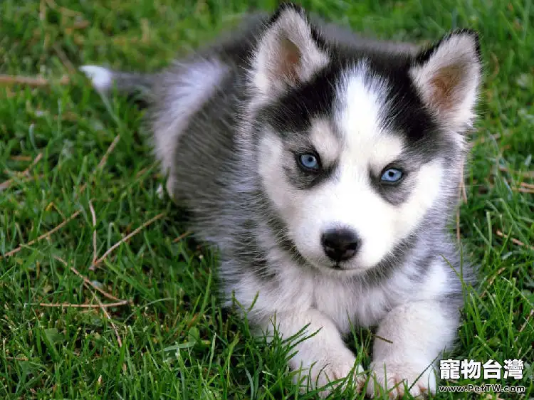 哈士奇幼犬愛掉毛(脫毛)怎麼辦(1圖)-寵物台灣