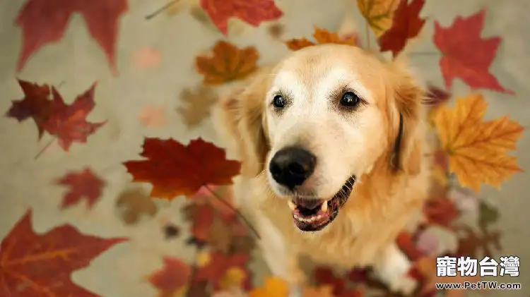 母犬產後抽搦症（「產後癲癇」）如何治療