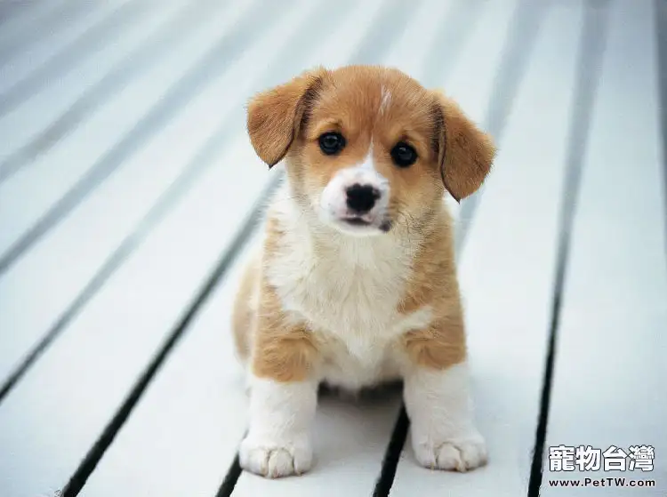 母犬流產怎麼辦？什麼原因導致母犬流產