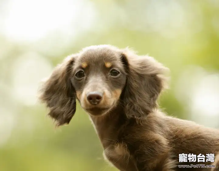 如何改善狗狗毛色