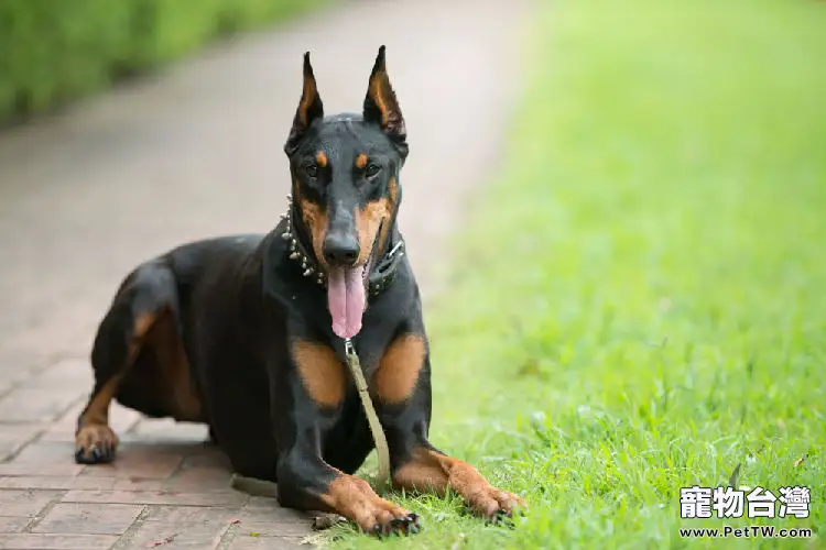 杜賓犬的美容護理技巧0(1圖)-寵物台灣