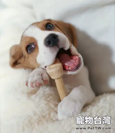 小獵犬會掉毛嗎(1圖)-寵物台灣