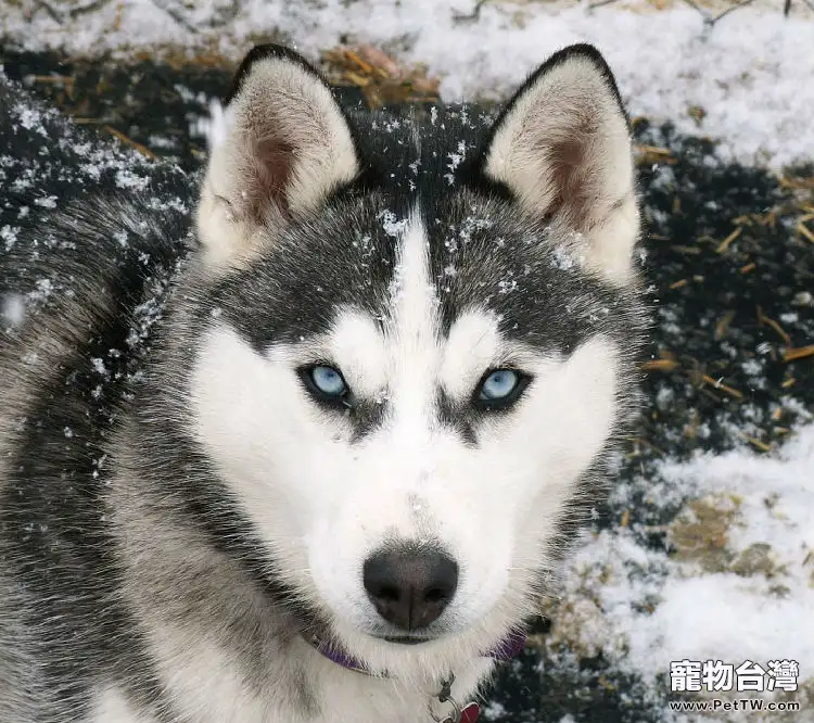 如何給阿拉斯加雪橇犬洗澡(1圖)-寵物台灣
