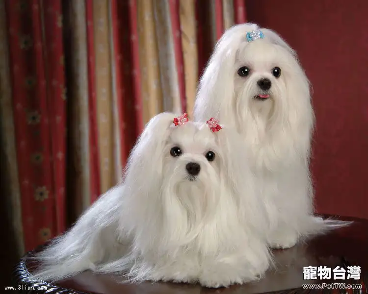 如何為西施犬洗澡(1圖)-寵物台灣