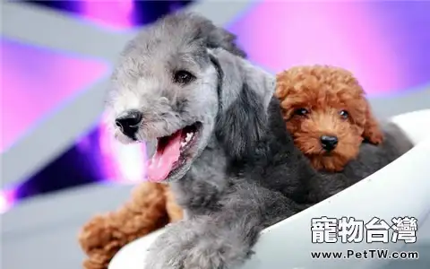 貝林登梗犬的美容技巧