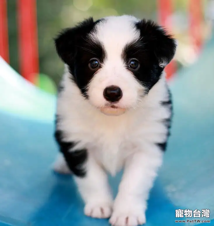 邊境牧羊犬會掉毛嗎(1圖)-寵物台灣
