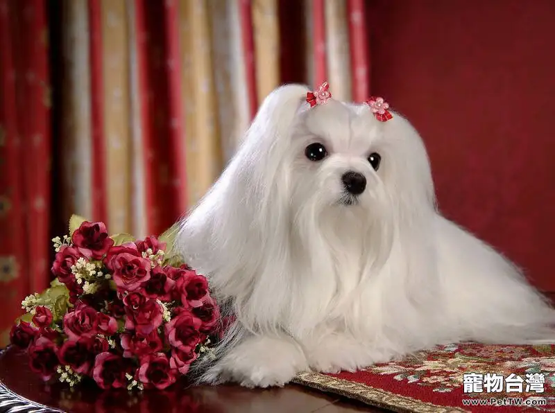 馬爾濟斯犬如何開毛結(1圖)-寵物台灣