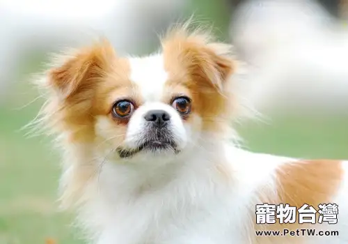 如何給蝴蝶犬洗澡