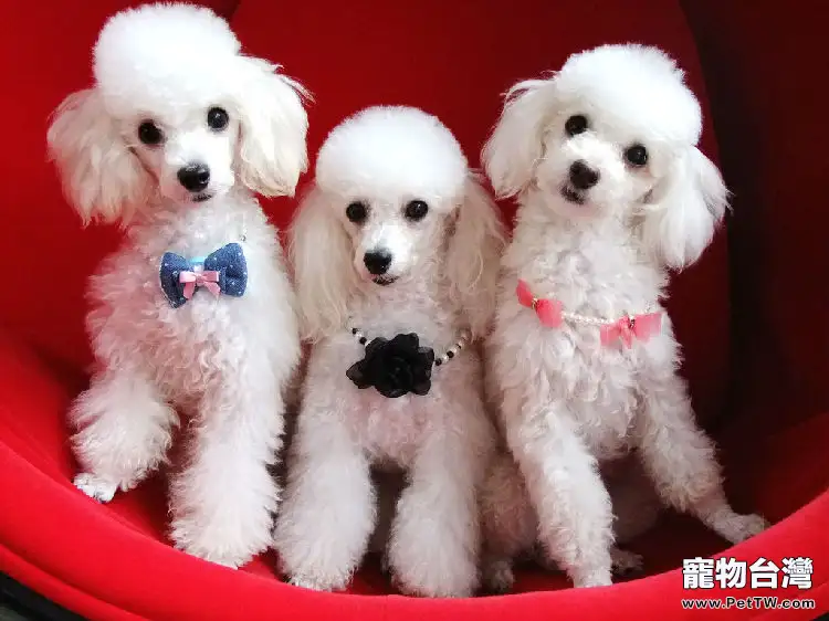 泰迪犬的毛色越來越淡,泰迪犬毛色有變化是為什麼(1圖)-寵物台灣
