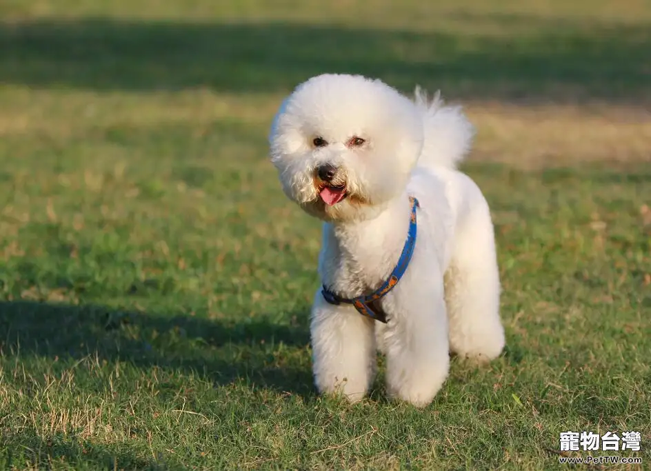 比熊母犬產後護理的三點注意事項