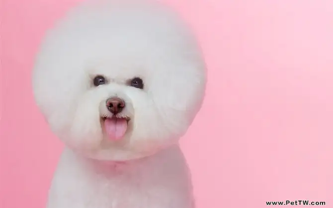 如何給比熊 犬(卷毛比雄犬)洗澡(1圖)-寵物台灣