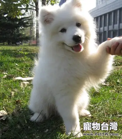 薩摩耶母犬的飼養與護理知識之哺乳期(1圖)-寵物台灣